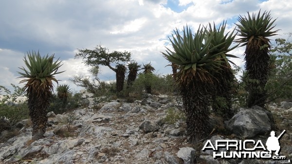 Aloes Namibia