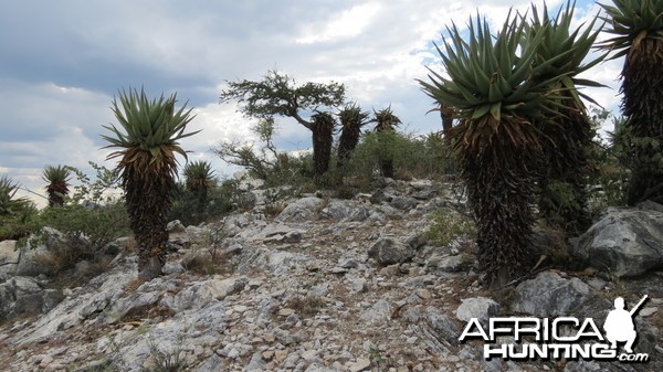 Aloes Namibia