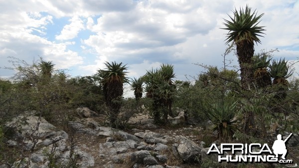 Aloes Namibia