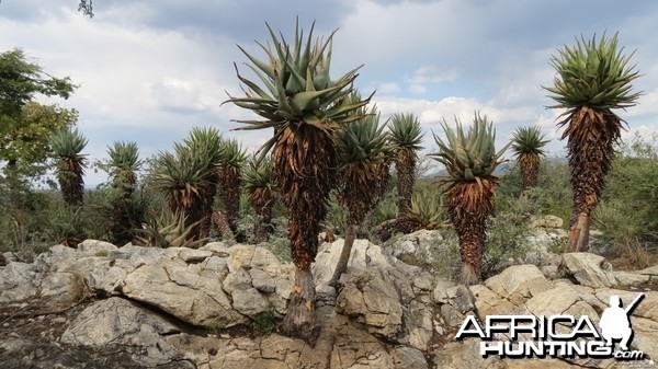 Aloes Namibia