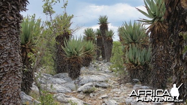 Aloes Namibia