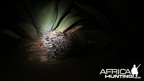 African Porcupine Namibia