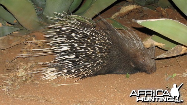 African Porcupine Namibia