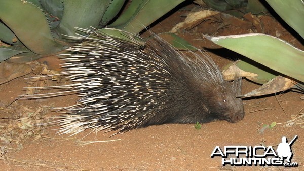 African Porcupine Namibia