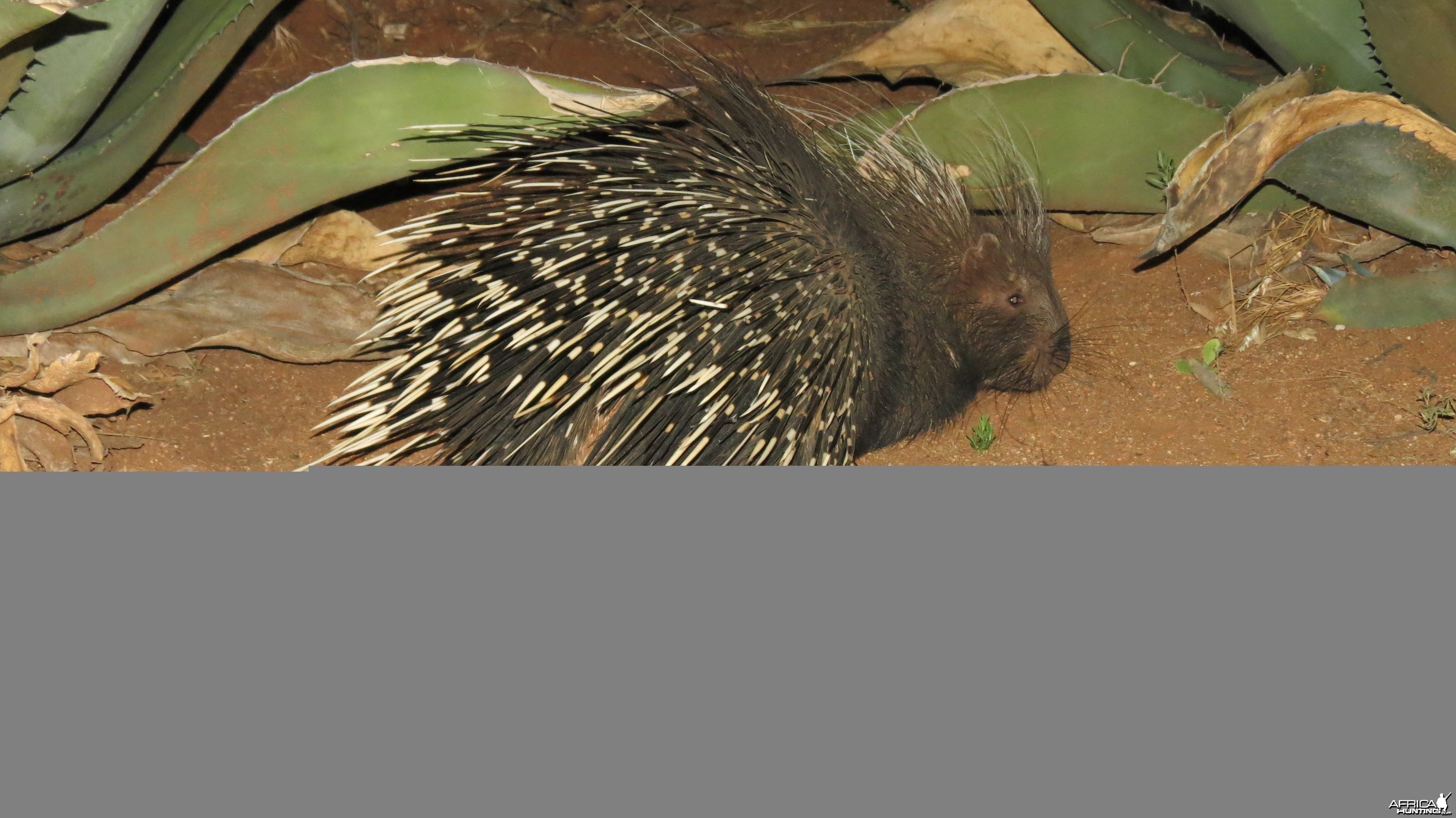 African Porcupine Namibia
