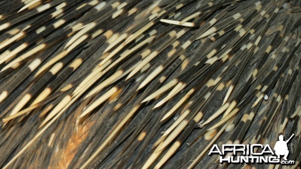 African Porcupine Namibia