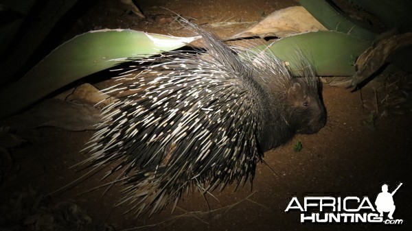 African Porcupine Namibia