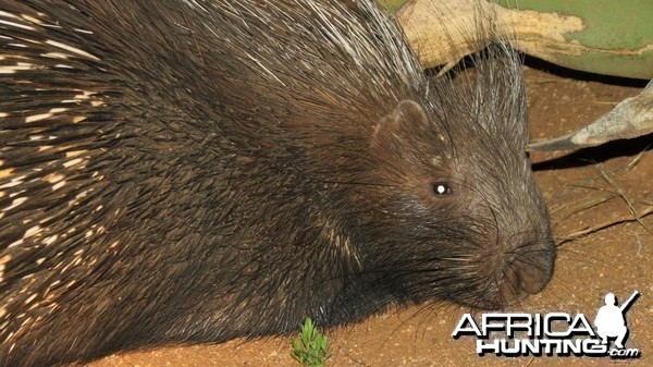 African Porcupine Namibia