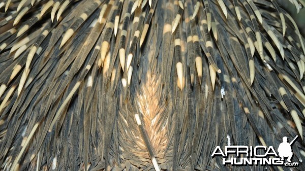 African Porcupine Namibia