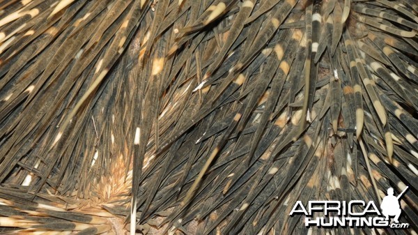 African Porcupine Namibia