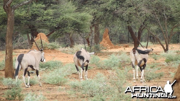 Gemsbok Namibia