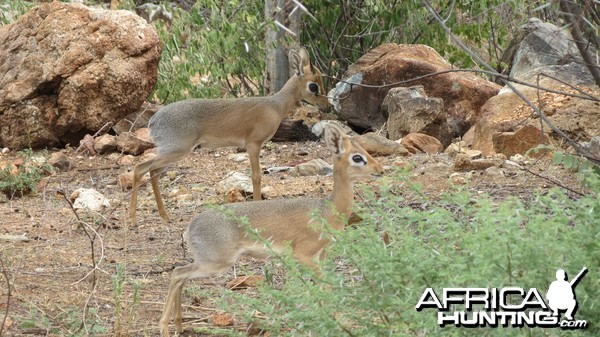 Damara Dik-Dik Namibia