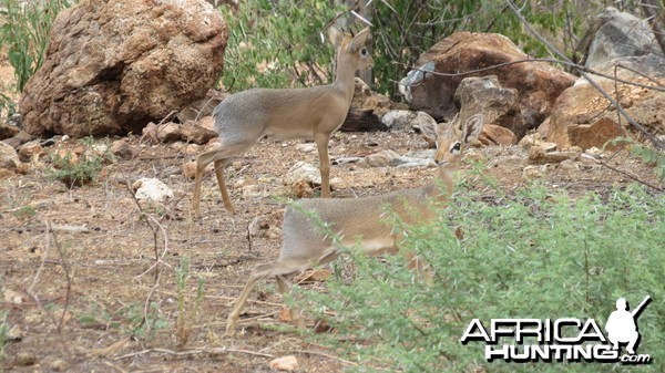 Damara Dik-Dik Namibia