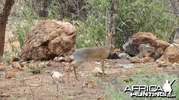 Damara Dik-Dik Namibia