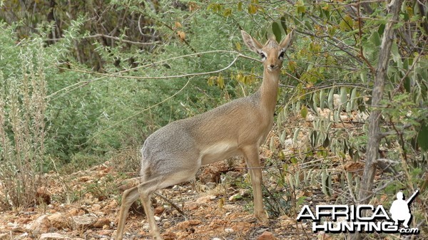 Damara Dik-Dik Namibia