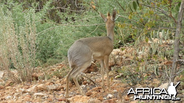 Damara Dik-Dik Namibia