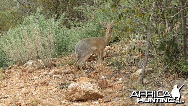 Damara Dik-Dik Namibia