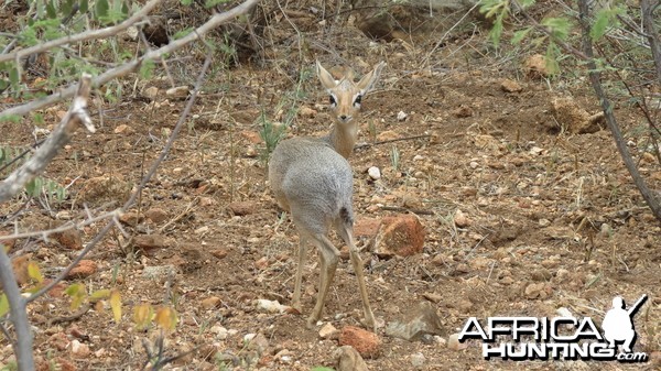 Damara Dik-Dik Namibia