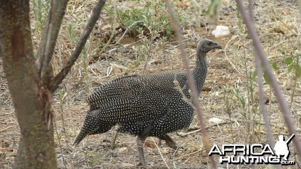 Guineafowl Namibia