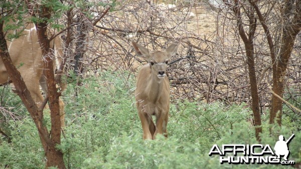 Young Kudu Namibia