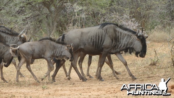 Blue Wildebeest Namibia