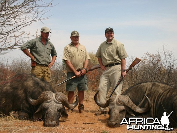 Hunting Buffalo Namibia