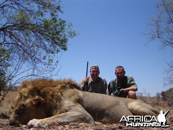 Lion hunted with Farren Safaris in Zimbabwe
