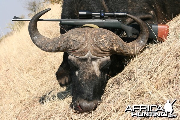 Buffalo hunted with Farren Safaris in Zimbabwe