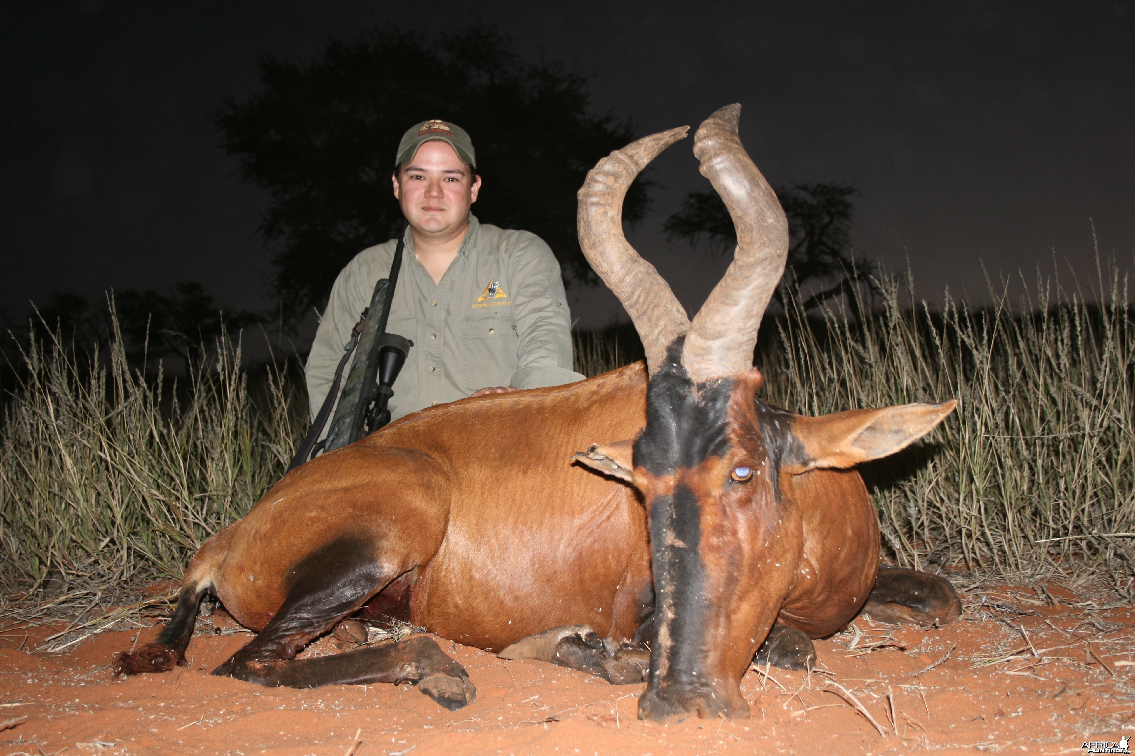 Red Hartebeest