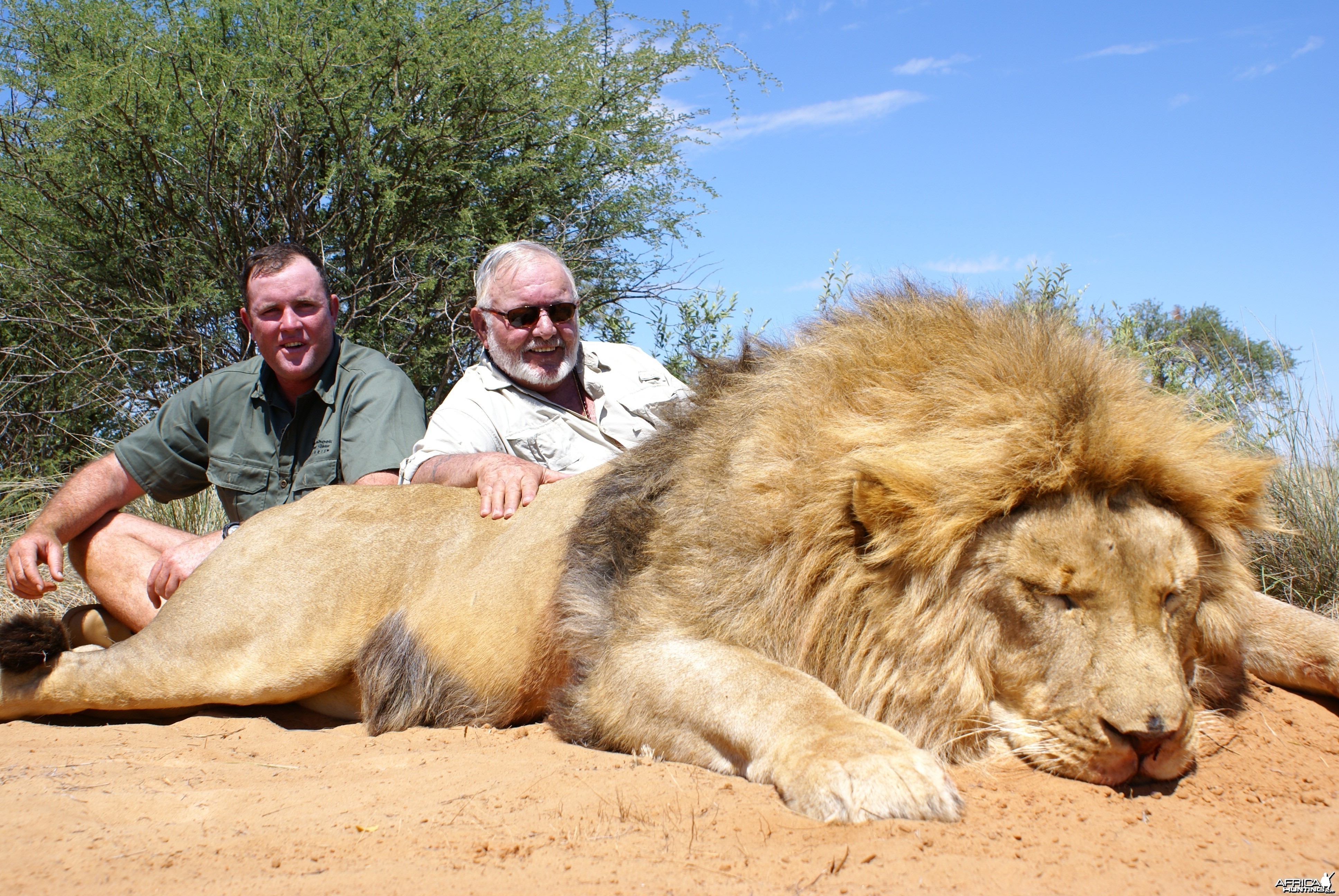 Lion