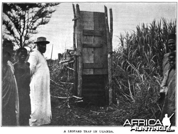 Leopard trap in Africa. Peter Dutkewich safari expedition, 1909