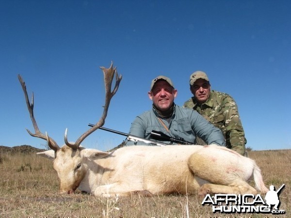 Fallow Deer