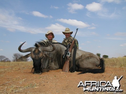 Blue Wildebeest