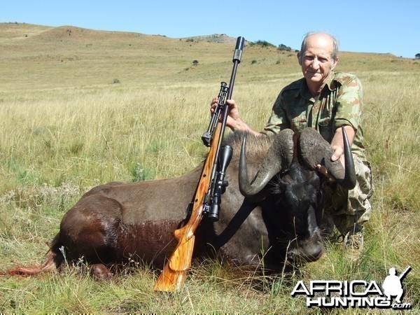 memel hunt march 2013 Black Wildebeest