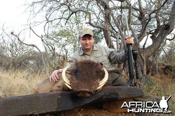 Hunting Warthog