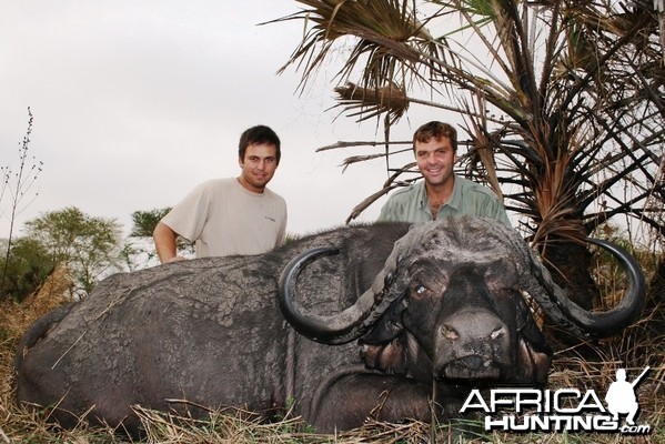 Mozambique Buffalo