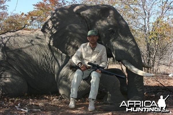 Elephant Sengwe 1 Big Game Area Zimbabwe