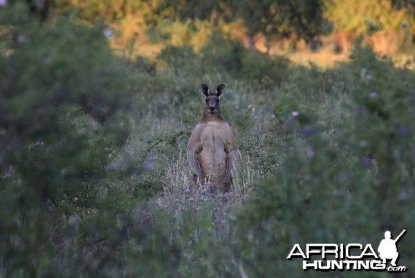 Eastern Grey Kangaroo