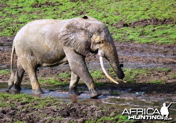 Forest Elephant Central Africa