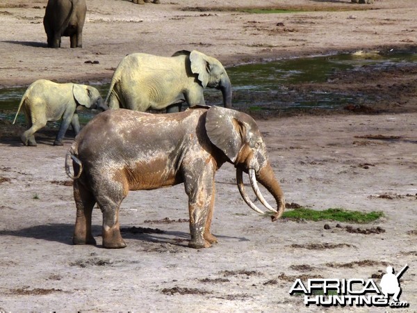 Forest Elephant Central Africa