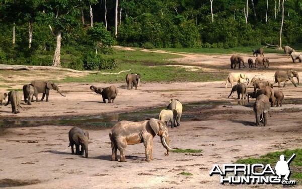 Forest Elephant Central Africa