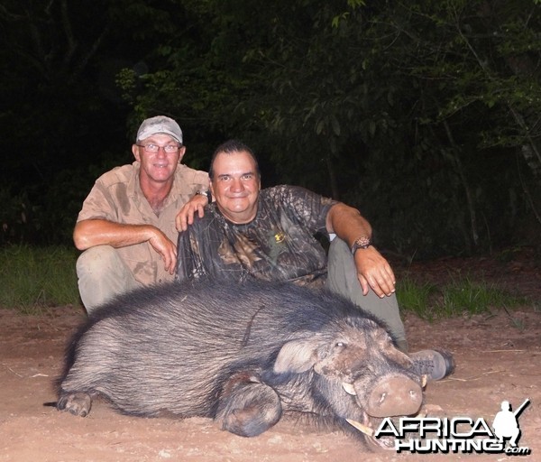 Giant forest hog