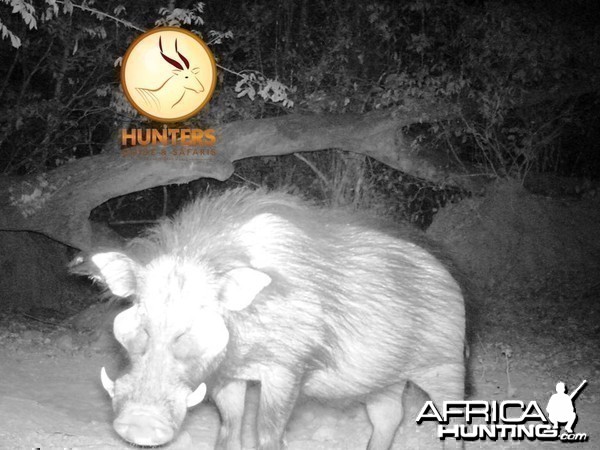 Giant Forest Hog boar