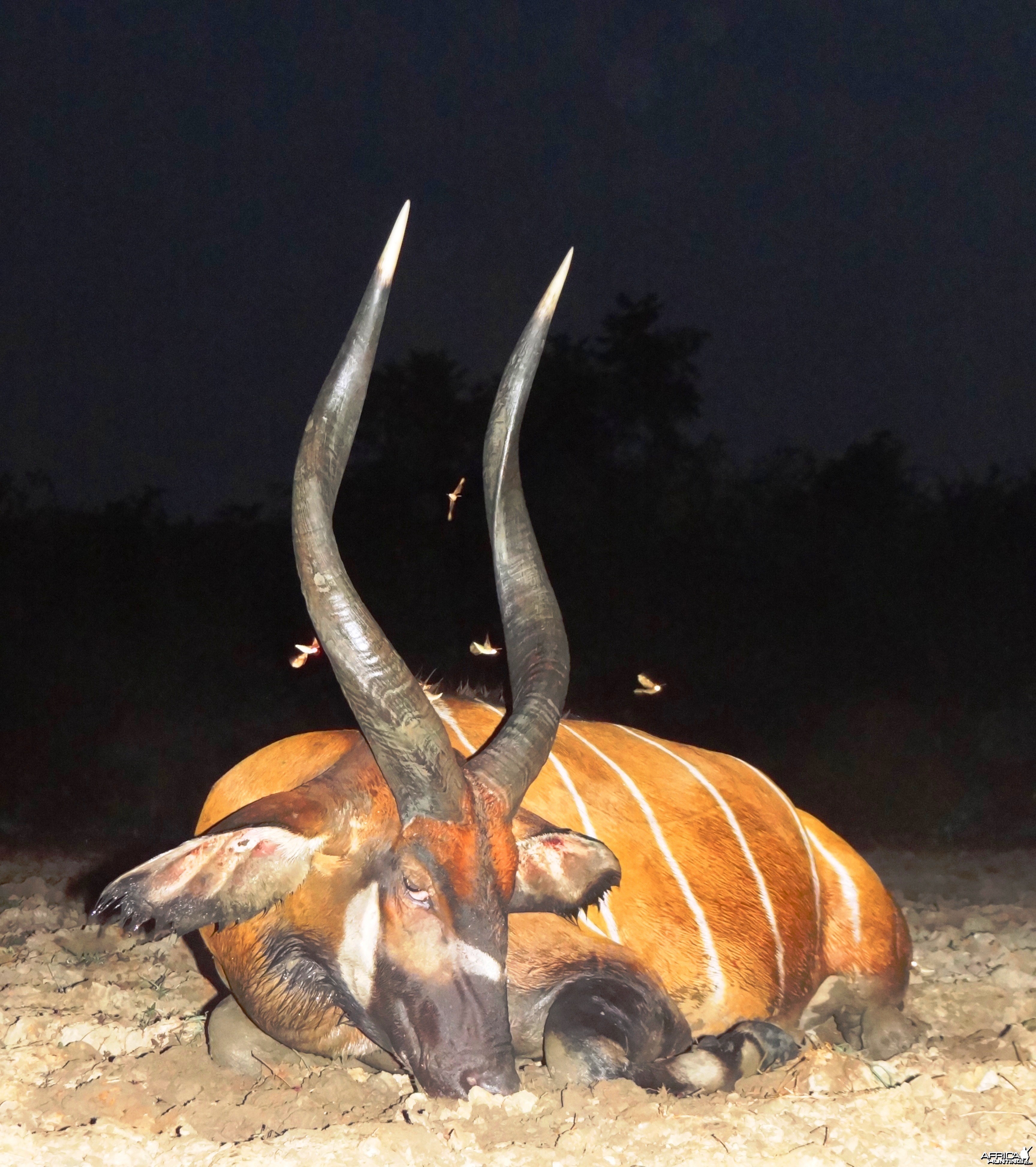 Bongo