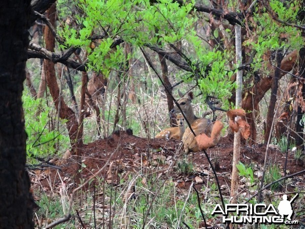 bushbuck