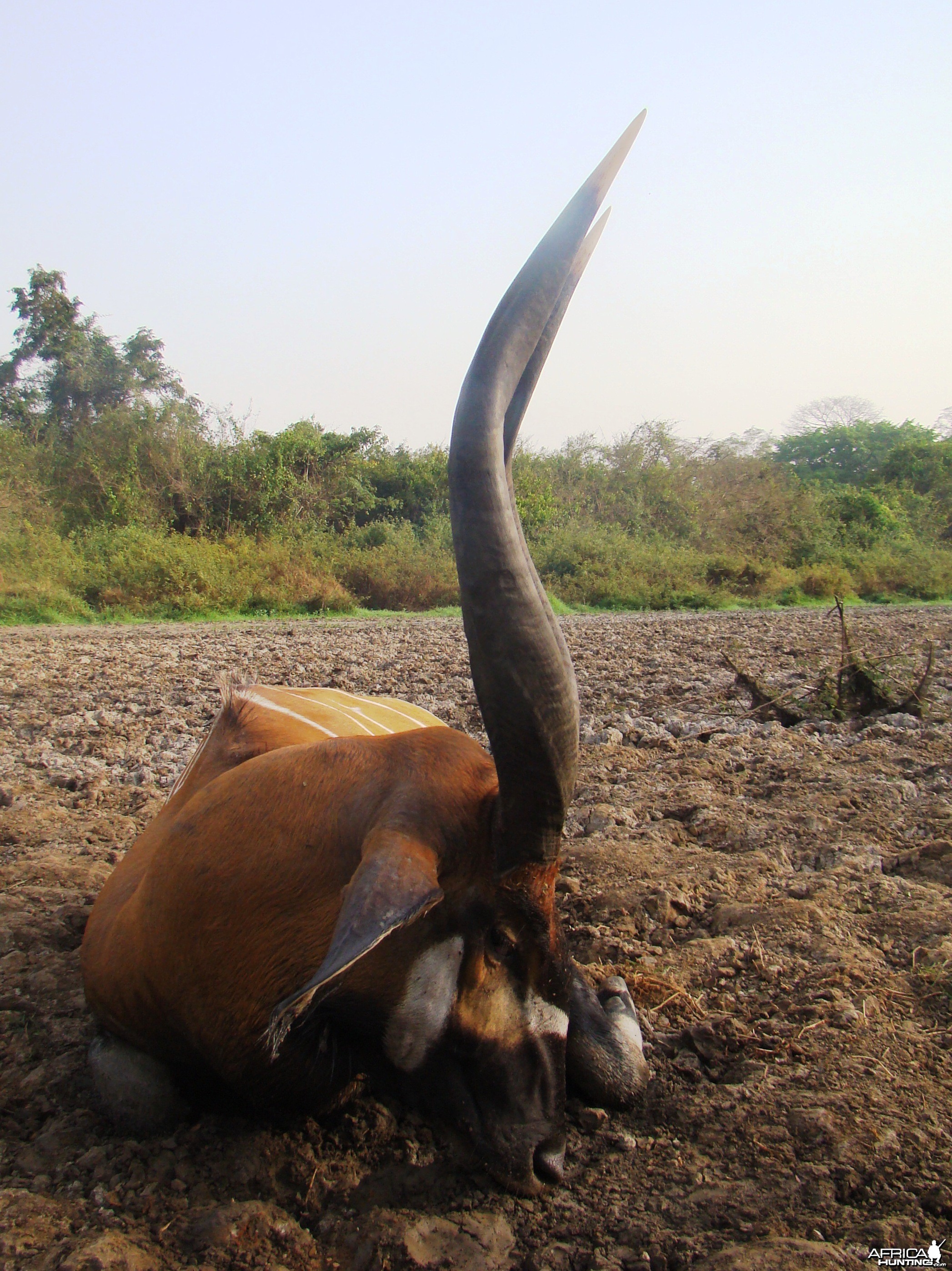 Bongo