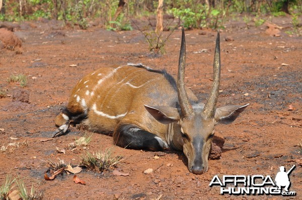 Big harnessed bushbuck