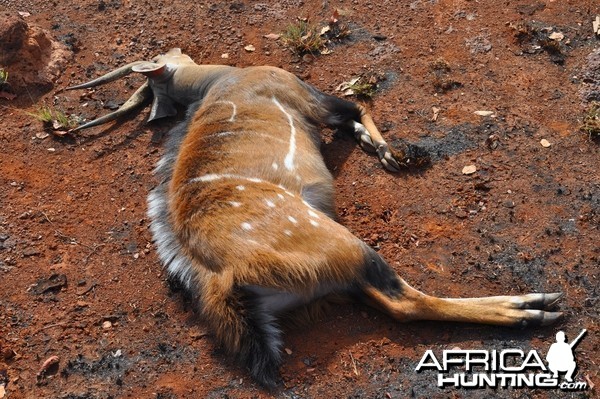 14 inch harnessed bushbuck