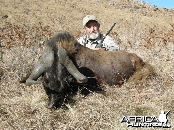 Black Wildebeest Hunting