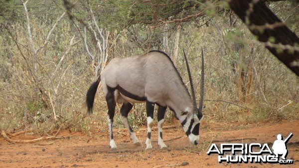 Gemsbok Namibia